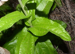 Helichrysum nudifolium