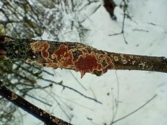 Cylindrobasidium evolvens