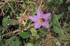 Solanum trilobatum