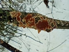 Cylindrobasidium evolvens