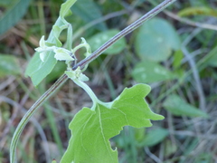 Mikania cordifolia