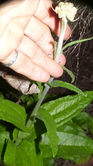Helichrysum nudifolium