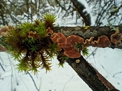 Cylindrobasidium evolvens