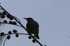 Gavicalis versicolor