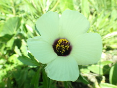 Hibiscus trionum