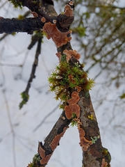 Cylindrobasidium evolvens