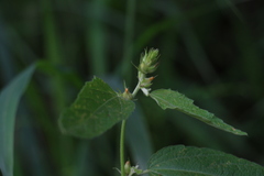 Malvastrum americanum