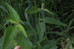 Malvastrum americanum