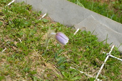 Pulsatilla vernalis