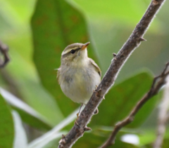 Phylloscopus borealis