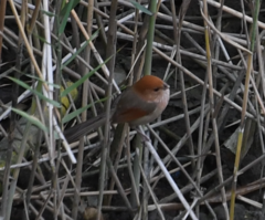 Sinosuthora webbiana