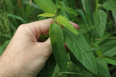 Malvastrum americanum