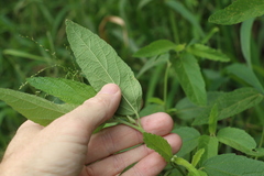 Malvastrum americanum