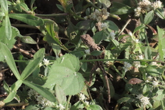 Sitana ponticeriana