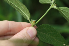 Malvastrum americanum