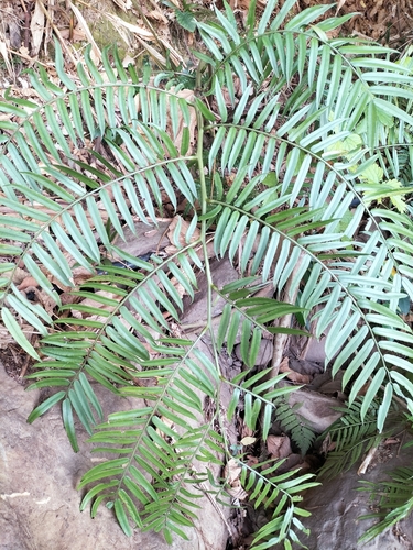 Angiopteris lygodiifolia (Angiopteris lygodiifolia)