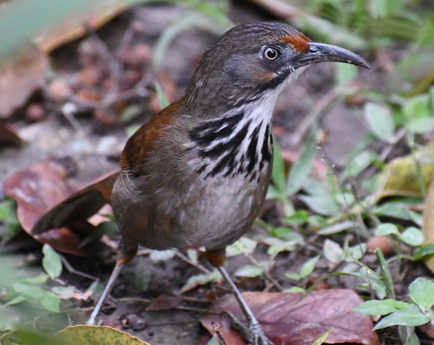 Black-necklaced Scimitar Babbler