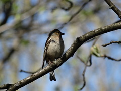Fringilla coelebs