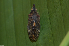 Kalasha