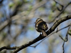 Fringilla coelebs