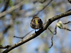 Fringilla coelebs