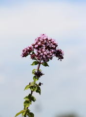 Origanum vulgare