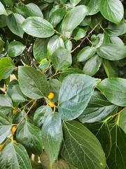 Celtis sinensis