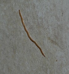 Geonemertes pelaensis