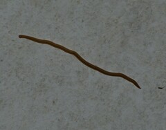 Geonemertes pelaensis