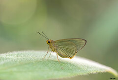 Pirdana distanti distanti