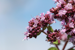 Origanum vulgare