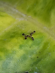 Monomorium floricola