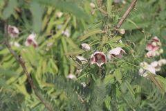 Oxystelma esculentum