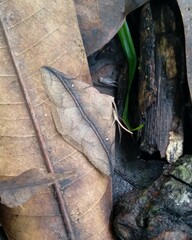 Metaprosphera sublimpida