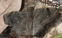 Antigonus erosus