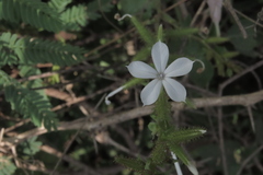Plumbago