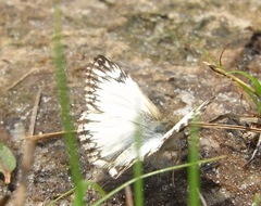 Heliopetes omrina