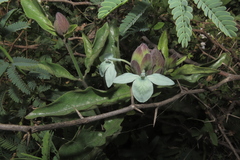 Ecbolium