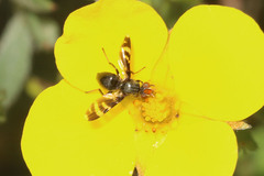 Herina frondescentiae