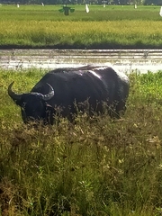Bubalus bubalis
