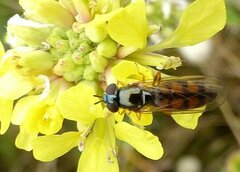 Melanostoma mellinum