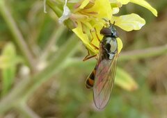 Melanostoma mellinum