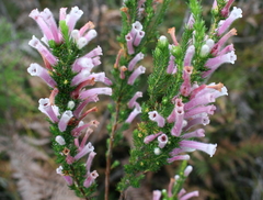 Erica perspicua