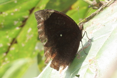 Elymnias hypermnestra