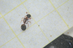 Dolichoderus quadripunctatus