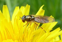 Melanostoma mellinum