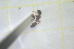 Dolichoderus quadripunctatus