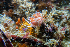 Cratena capensis