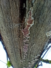 Cylindrobasidium evolvens