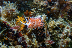 Cratena capensis